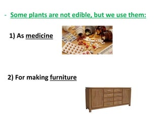 - Some plants are not edible, but we use them:
1) As medicine
2) For making furniture
 