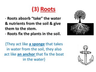 (3) Roots
- Roots absorb “take” the water
& nutrients from the soil & give
them to the stem.
- Roots fix the plants in the soil.
{They act like a sponge that takes
in water from the soil, they also
act like an anchor that fix the boat
in the water}
 