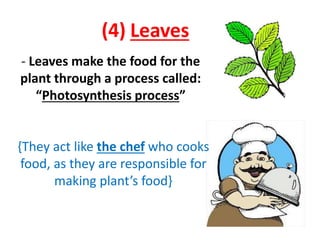 (4) Leaves
- Leaves make the food for the
plant through a process called:
“Photosynthesis process”
{They act like the chef who cooks
food, as they are responsible for
making plant’s food}
 