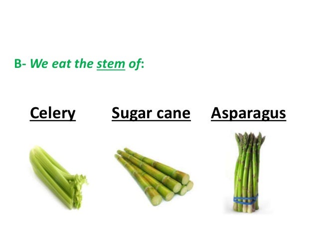 What are plants