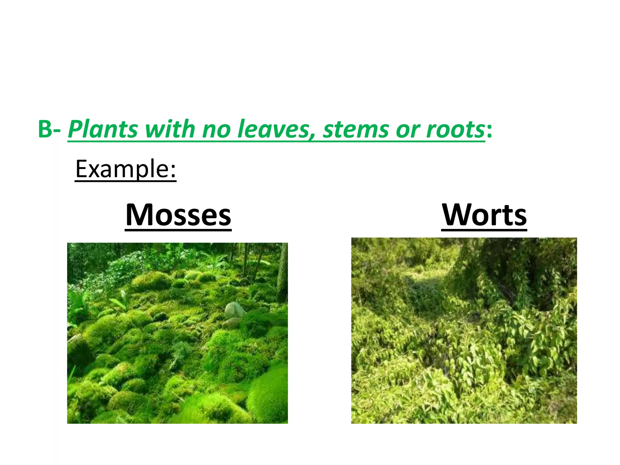 B- Plants with no leaves, stems or roots:
Example:
Mosses Worts
 