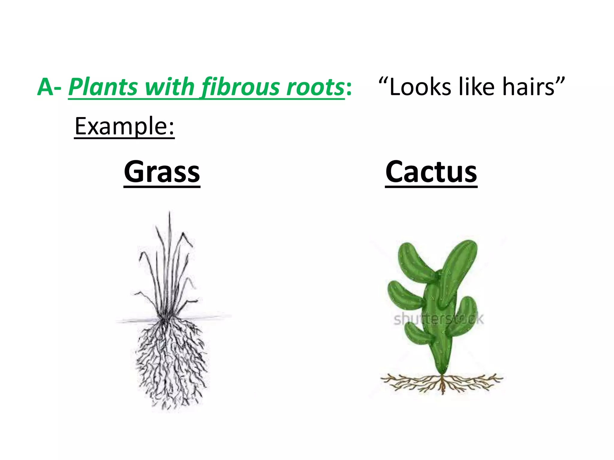 A- Plants with fibrous roots: “Looks like hairs”
Example:
Grass Cactus
 