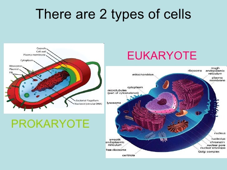 Prokaryotes versus Eukaryotes
