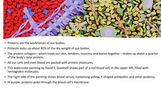 • Proteins are the workhorses of our bodies
• Proteins make up about 42% of the dry weight of our bodies.
• The protein collagen—which holds our skin, tendons, muscles, and bones together—makes up about a quarter
of the body's total protein.
• All our cells and even blood are packed with protein molecules.
• This watercolor painting by David S. Goodsell shows part of a red blood cell, in the upper left, filled with
hemoglobin molecules.
• The right side of the painting shows blood serum, containing yellow, Y-shaped antibodies and other proteins.
• In purple, proteins poke through the blood cell's membrane.
 