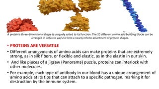 • PROTEINS ARE VERSATILE
• Different arrangements of amino acids can make proteins that are extremely
strong, as in silk fibers, or flexible and elastic, as in the elastin in our skin.
• And like pieces of a jigsaw (Panorama) puzzle, proteins can interlock with
other molecules.
• For example, each type of antibody in our blood has a unique arrangement of
amino acids at its tips that can attach to a specific pathogen, marking it for
destruction by the immune system.
A protein's three-dimensional shape is uniquely suited to its function. The 20 different amino acid building blocks can be
arranged in different ways to form a nearly infinite assortment of protein shapes.
 