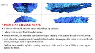 • PROTEINS CHANGE SHAPE
• Cells are alive with motion, much of it driven by proteins.
• Many proteins are flexible and dynamic.
• Motor proteins, for example, bend and swing to literally walk across the cell's cytoskeleton.
• And when the neurotransmitter acetylcholine binds to its receptor, the entire protein molecule
shifts, causing a hole to open at its center.
• Sodium ions pass through the opening, starting a chain reaction that will fire a nerve signal
across the brain.
 