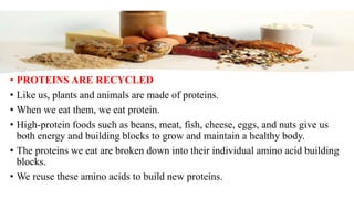 • PROTEINS ARE RECYCLED
• Like us, plants and animals are made of proteins.
• When we eat them, we eat protein.
• High-protein foods such as beans, meat, fish, cheese, eggs, and nuts give us
both energy and building blocks to grow and maintain a healthy body.
• The proteins we eat are broken down into their individual amino acid building
blocks.
• We reuse these amino acids to build new proteins.
 