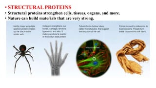 • STRUCTURAL PROTEINS
• Structural proteins strengthen cells, tissues, organs, and more.
• Nature can build materials that are very strong.
 