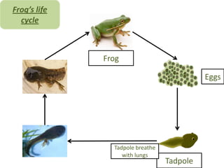 What are reptiles, amphibians and fish | PPT