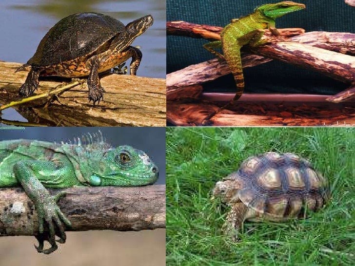 What are reptiles, amphibians and fish