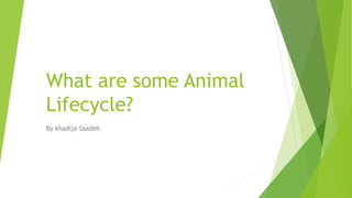 What are some Animal
Lifecycle?
By khadija Saadeh
 