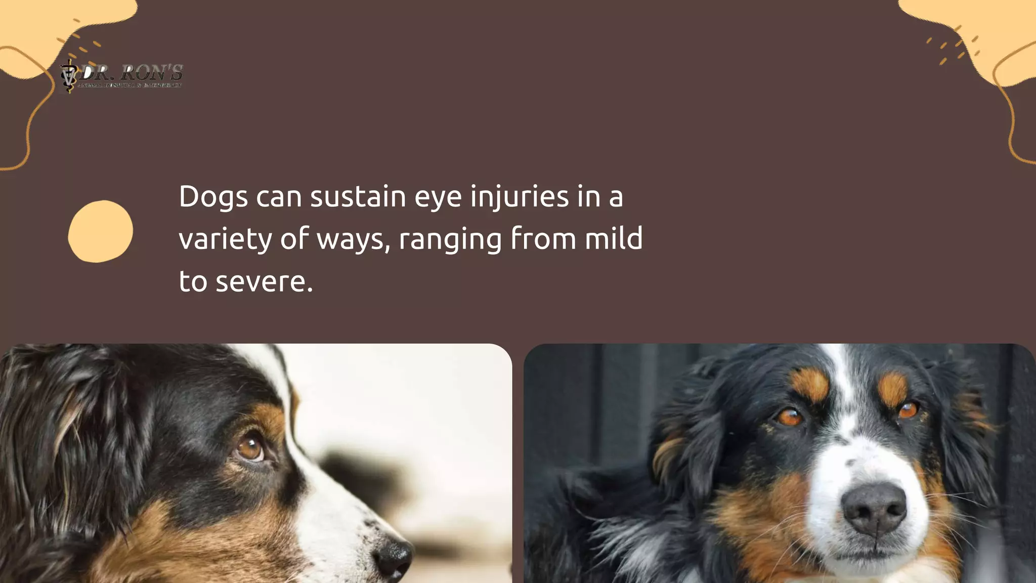 What Are Some Common Eye Injuries in Dogs | PPTX