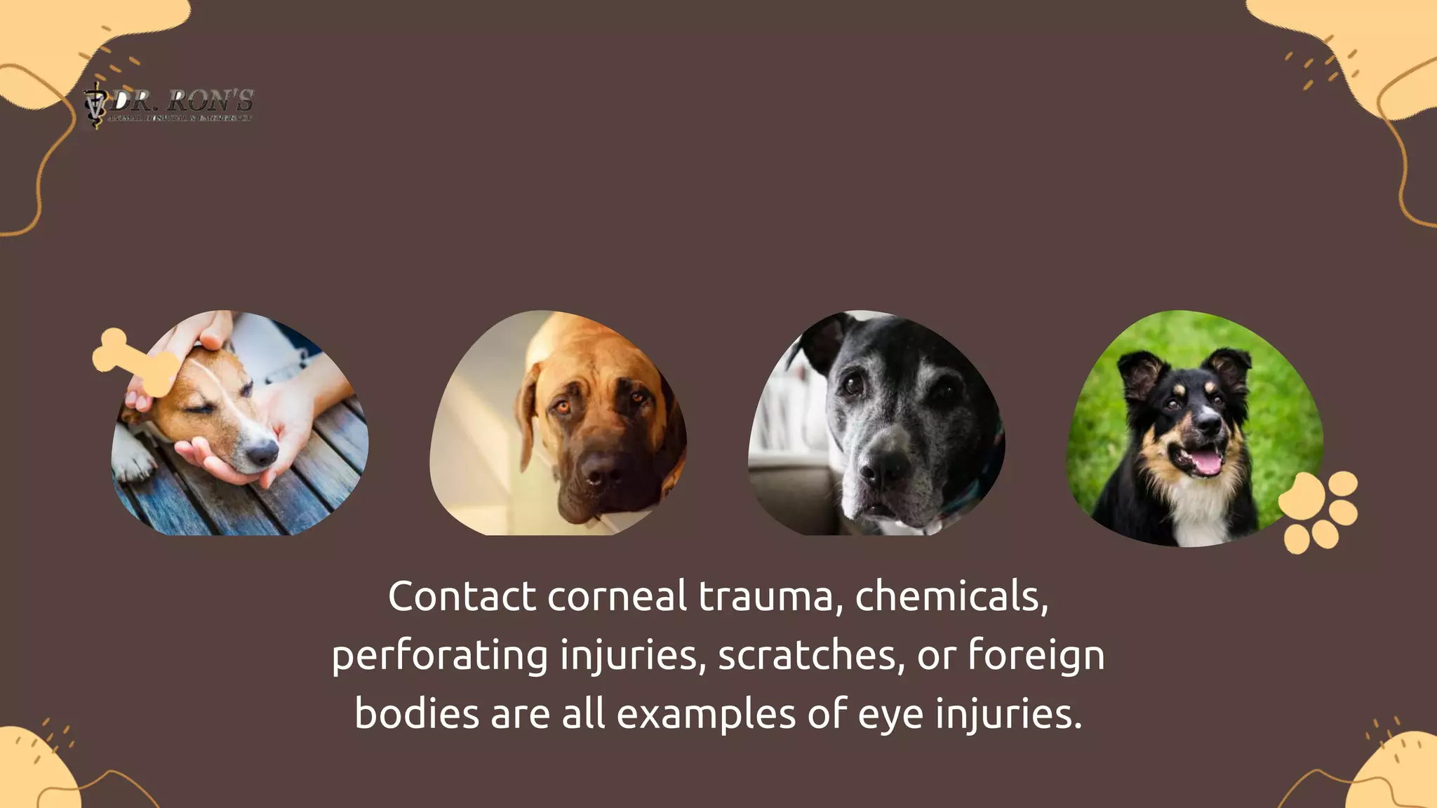 What Are Some Common Eye Injuries in Dogs | PPTX