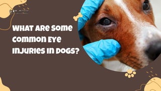 What Are Some
Common Eye
Injuries in Dogs?
 