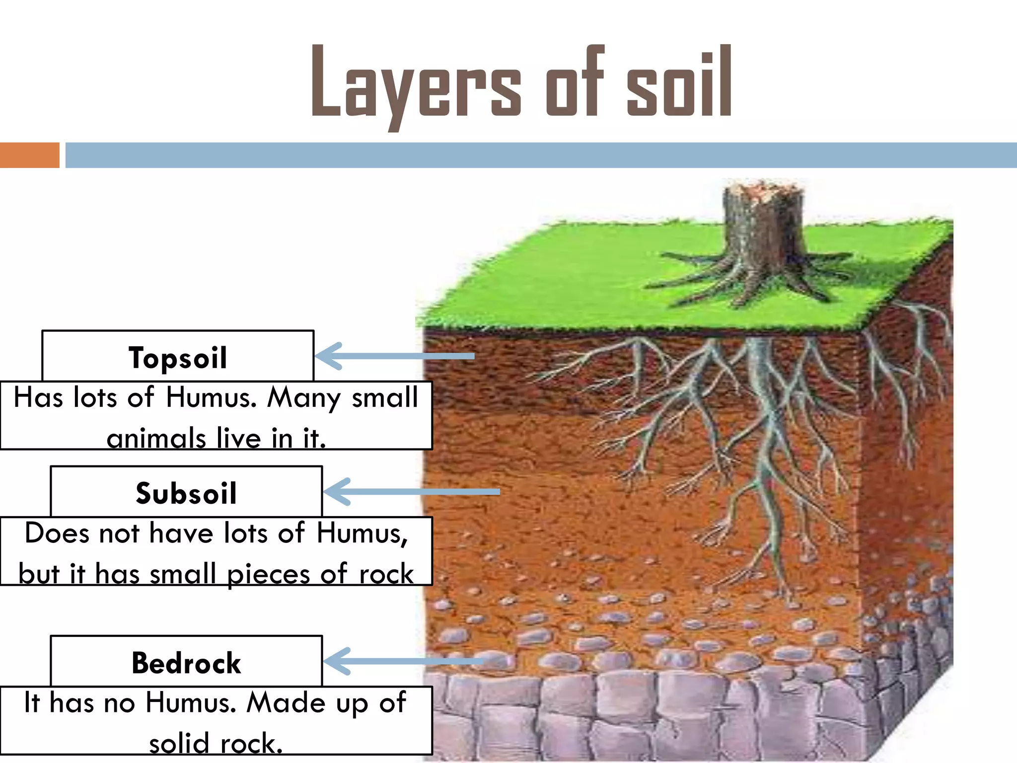 Layers of soil
Topsoil
Has lots of Humus. Many small
animals live in it.
Subsoil
Does not have lots of Humus,
but it has small pieces of rock
Bedrock
It has no Humus. Made up of
solid rock.