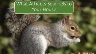 What Attracts Squirrels to
Your House