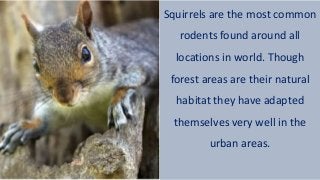 Squirrels are the most common
rodents found around all
locations in world. Though
forest areas are their natural
habitat they have adapted
themselves very well in the
urban areas.