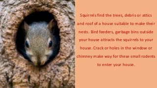 Squirrels find the trees, debris or attics
and roof of a house suitable to make their
nests. Bird feeders, garbage bins outside
your house attracts the squirrels to your
house. Crack or holes in the window or
chimney make way for these small rodents
to enter your house.
