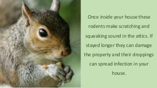 Once inside your house these
rodents make scratching and
squeaking sound in the attics. If
stayed longer they can damage
the property and their droppings
can spread infection in your
house.