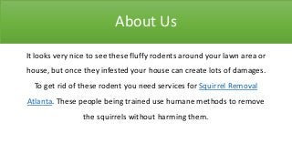 About Us
It looks very nice to see these fluffy rodents around your lawn area or
house, but once they infested your house can create lots of damages.
To get rid of these rodent you need services for Squirrel Removal
Atlanta. These people being trained use humane methods to remove
the squirrels without harming them.