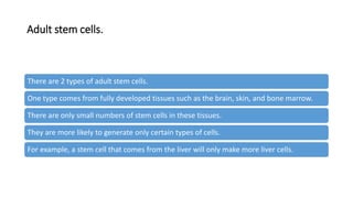 Adult stem cells.
There are 2 types of adult stem cells.
One type comes from fully developed tissues such as the brain, skin, and bone marrow.
There are only small numbers of stem cells in these tissues.
They are more likely to generate only certain types of cells.
For example, a stem cell that comes from the liver will only make more liver cells.
 