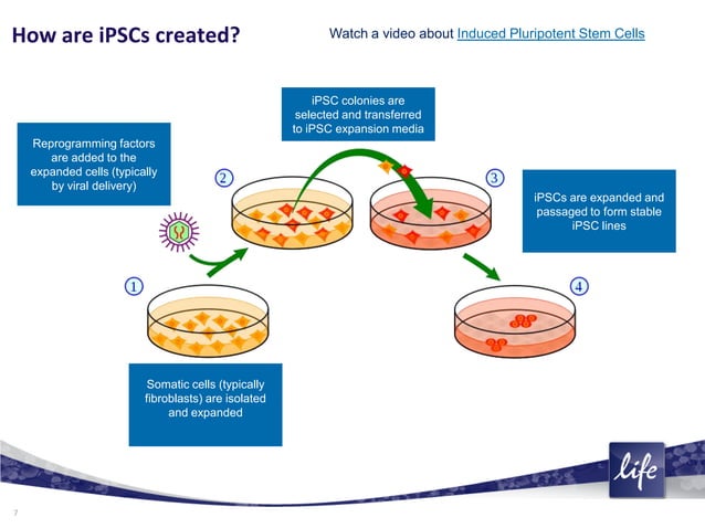 What are stem cells? An introduction to different types of stem cells ...