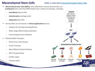 What are stem cells? An introduction to different types of stem cells ...