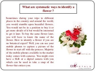 What are systematic ways to identify a 
flower ? 
Sometimes during your trips to different 
places in the country and around the world, 
you would stumble upon beautiful flowers. 
You would not be in a position to buy it or 
get more details of it but would be interested 
to get it later. To buy the same flower later, 
you will have to know the name of the 
flower. How to identify a flower if you are 
no botanical expert? Well, you can use your 
mobile phones to capture a picture of the 
flower to start off with the process. Majority 
of the mobile phones available in the market 
today comes with cameras. You might even 
have a SLR or a digital camera with you 
which can be used to take a snap of the 
flower that entices you. 
 