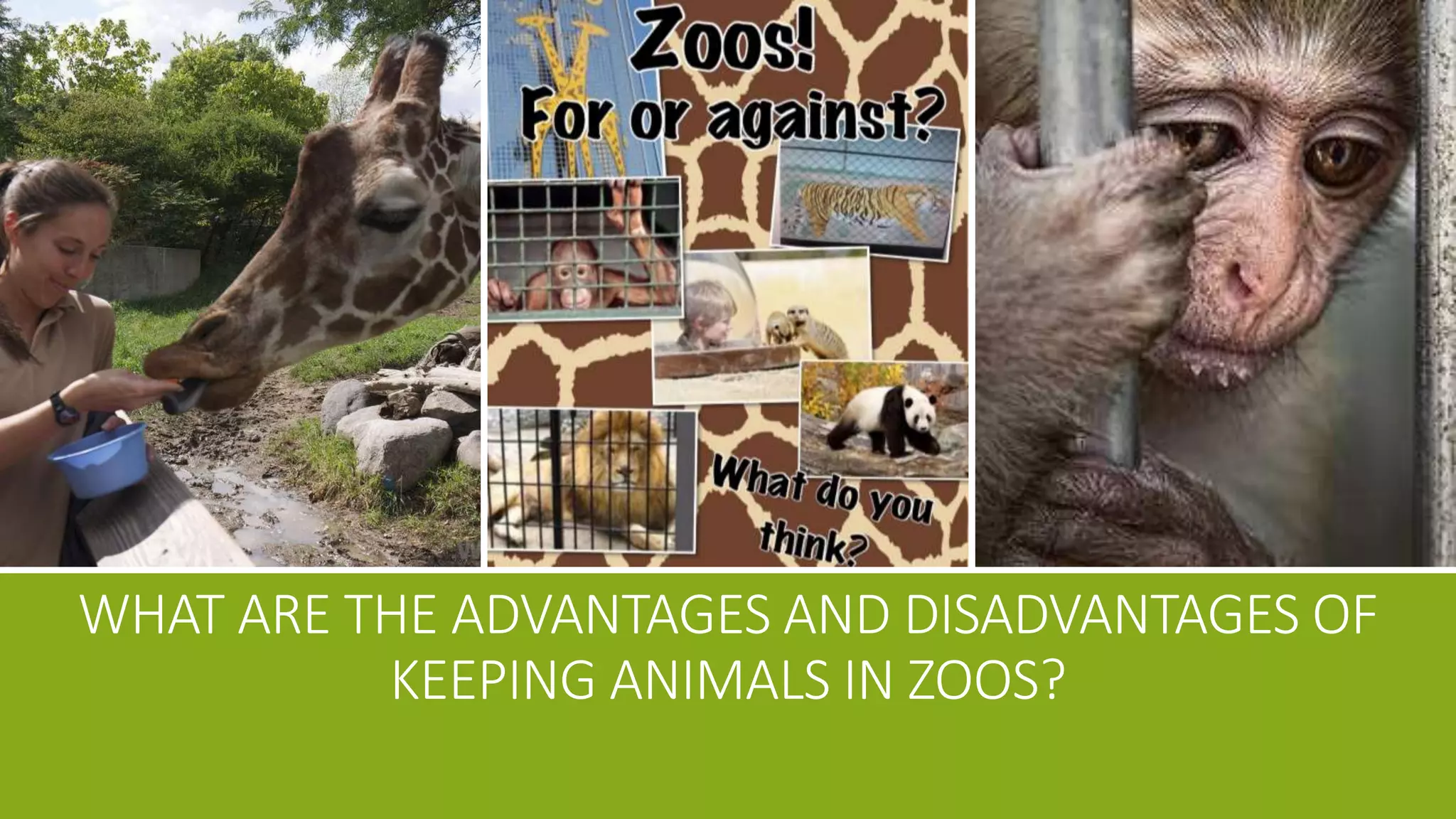 What are the advantages and disadvantages of keeping animals in Zoos? PPT