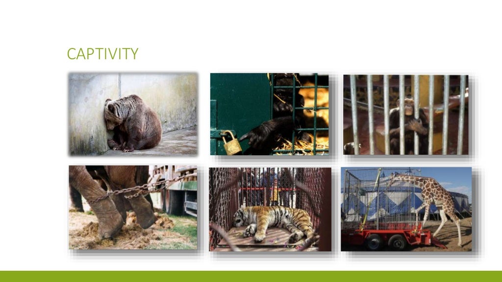 What are the advantages and disadvantages of keeping animals in Zoos?