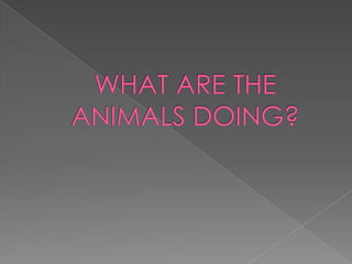 What are the animals doing?