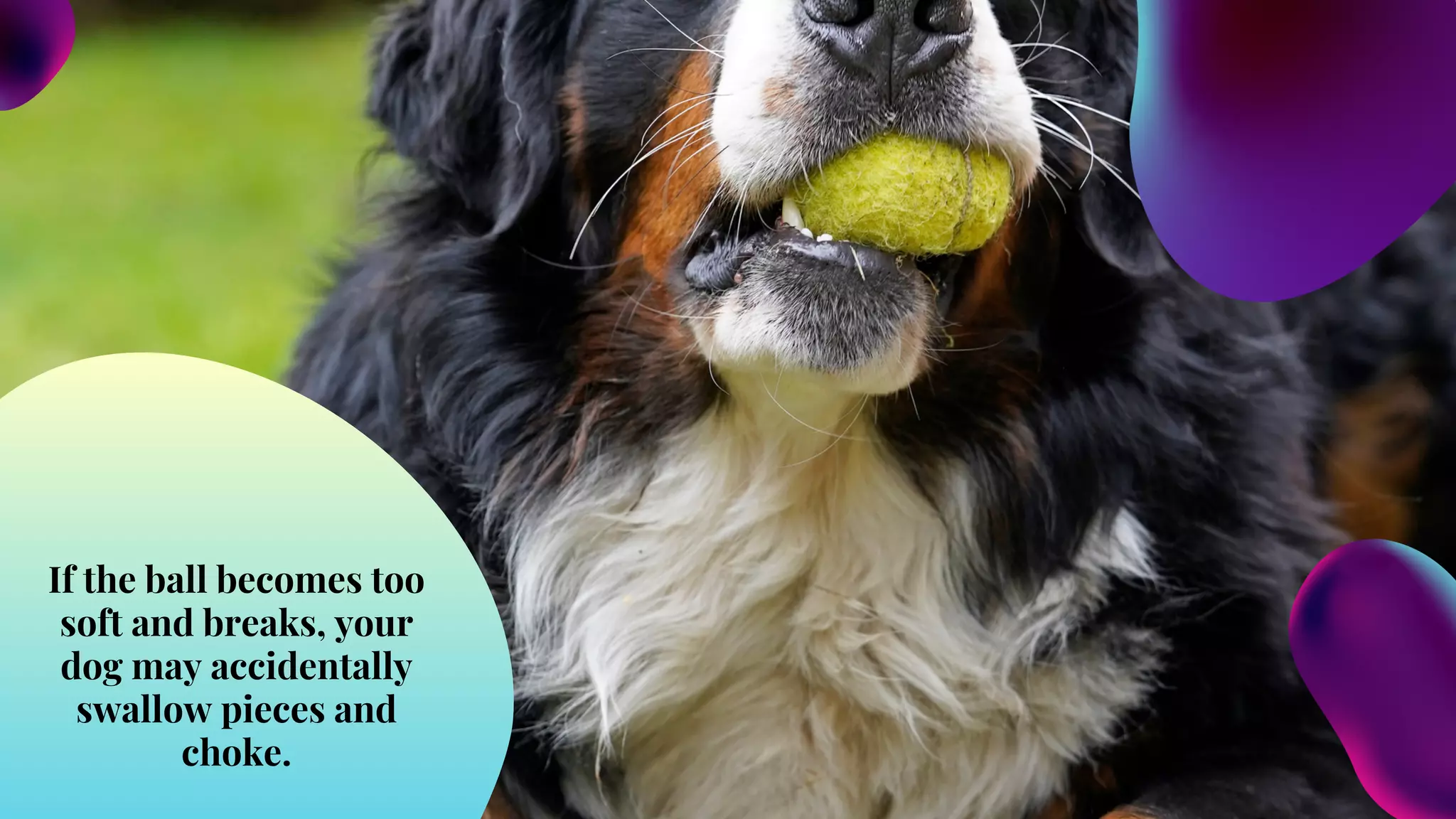 Image showcasing What are the Common Causes of Choking in Dogs | PPT