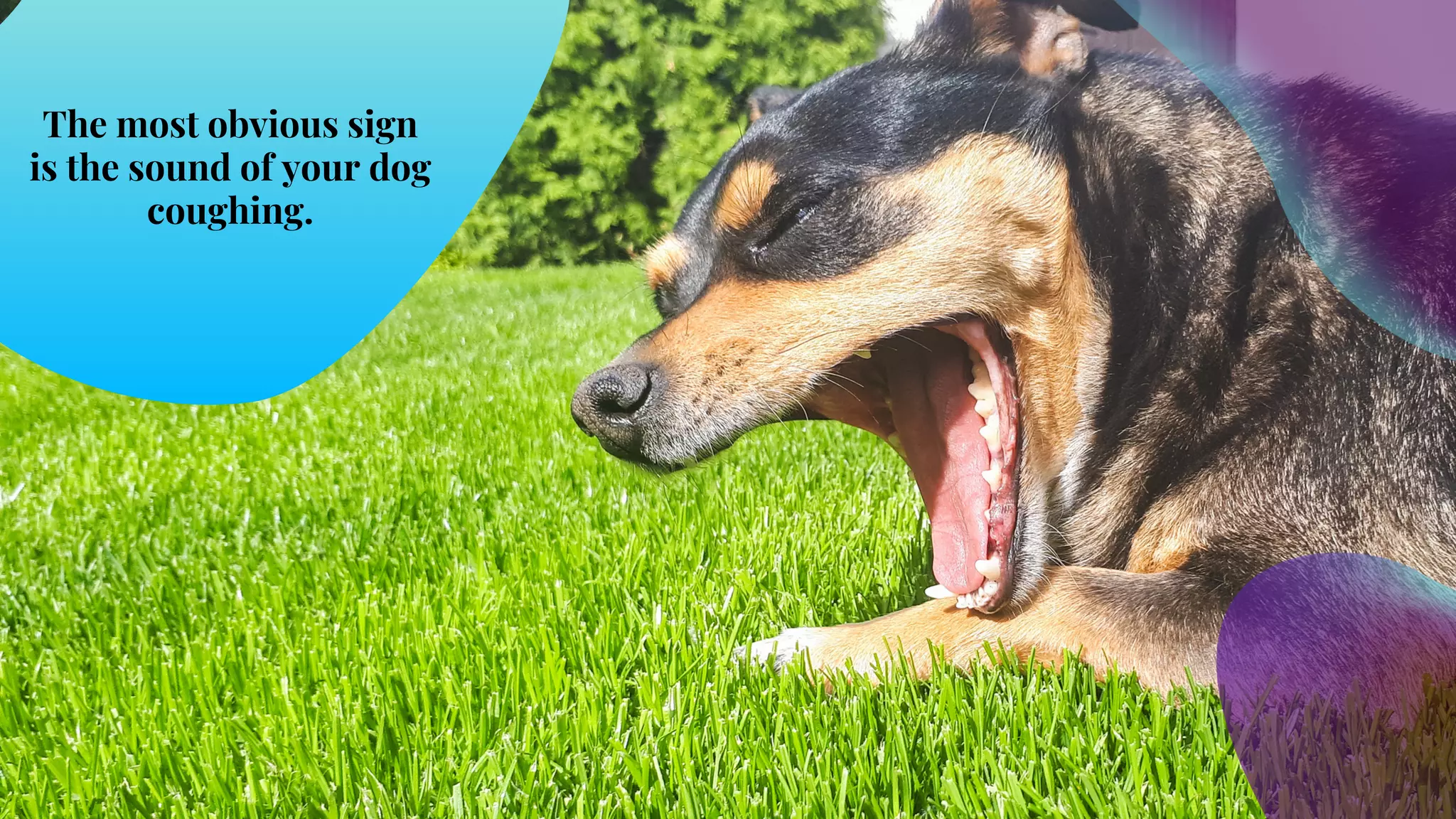 What are the Common Causes of Choking in Dogs | PPT
