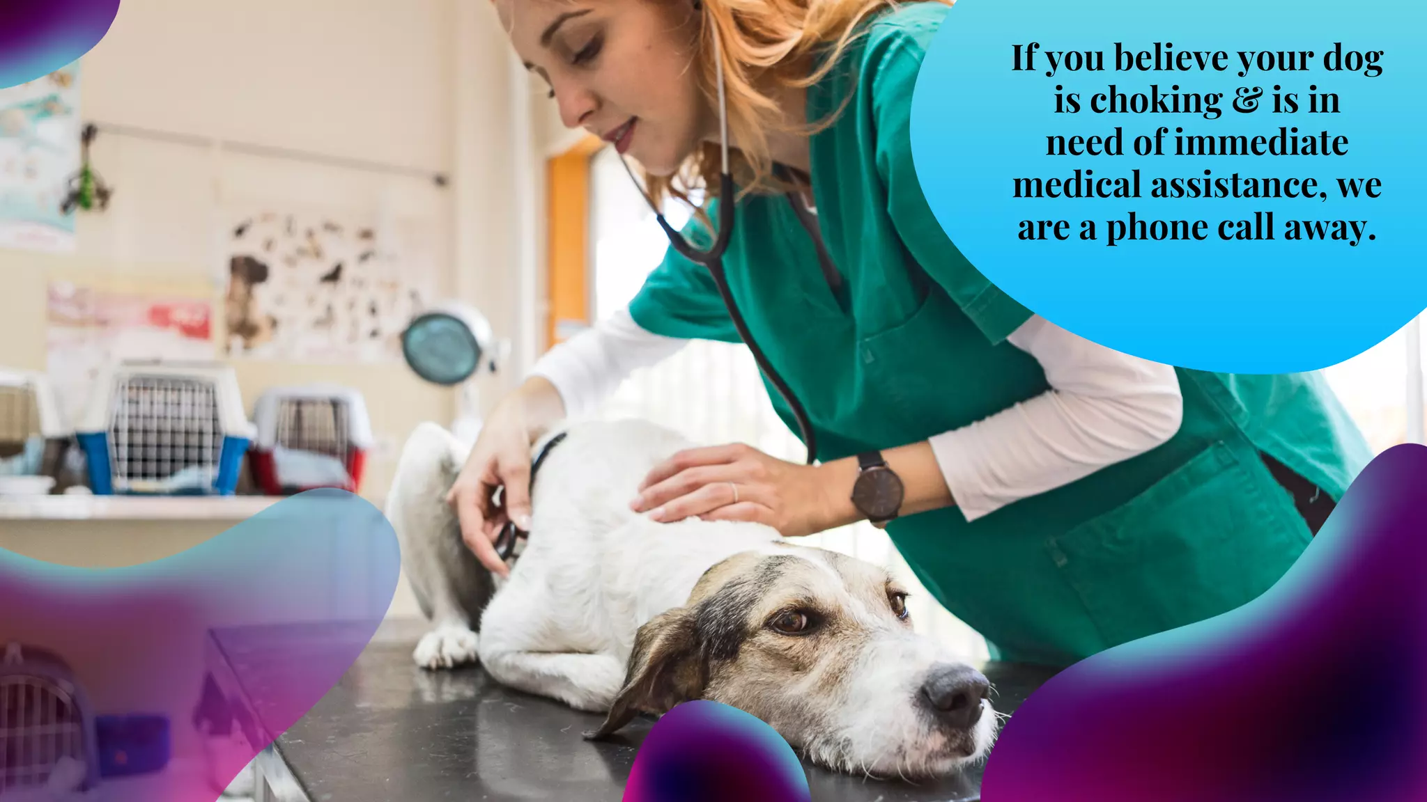Picture of What are the Common Causes of Choking in Dogs | PPT