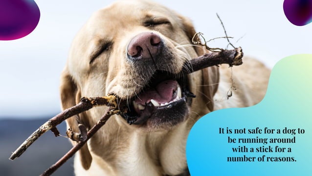 Image showcasing What are the Common Causes of Choking in Dogs | PPT