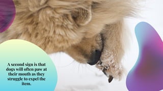 Dangers Of Sewing Pin Choking In Dogs photo