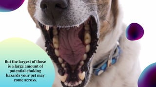 Image showcasing What are the Common Causes of Choking in Dogs | PDF