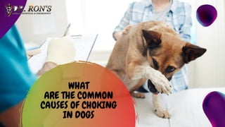 WHAT
ARE THE COMMON
CAUSES OF CHOKING
IN DOGS
 