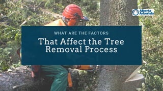 WHAT ARE THE FACTORS
That Affect the Tree
Removal Process
 