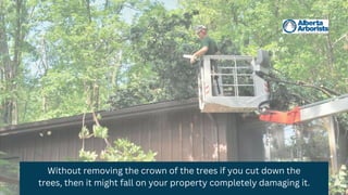 Without removing the crown of the trees if you cut down the
trees, then it might fall on your property completely damaging it.
 