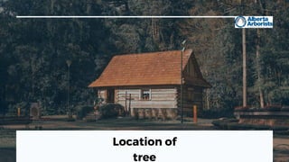 Location of
tree
 