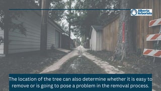 The location of the tree can also determine whether it is easy to
remove or is going to pose a problem in the removal process.
 