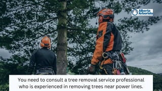 You need to consult a tree removal service professional
who is experienced in removing trees near power lines.
 