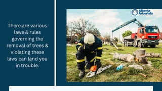 There are various
laws & rules
governing the
removal of trees &
violating these
laws can land you
in trouble.
 