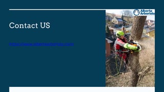 Contact US
https://www.albertaarborists.com/
 