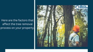Here are the factors that
affect the tree removal
process on your property.
 