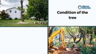 Condition of the
tree
 