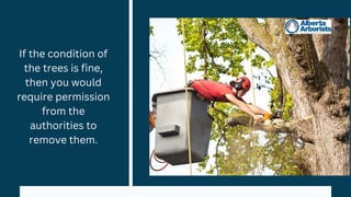 If the condition of
the trees is fine,
then you would
require permission
from the
authorities to
remove them.
 