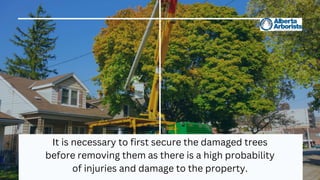 It is necessary to first secure the damaged trees
before removing them as there is a high probability
of injuries and damage to the property.
 