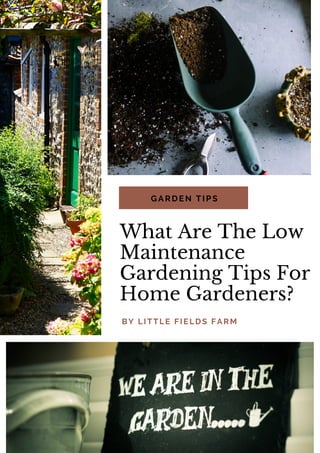 GARDEN TIPS
What Are The Low
Maintenance
Gardening Tips For
Home Gardeners?
BY LITTLE FIELDS FARM
 